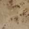 Burl Wood